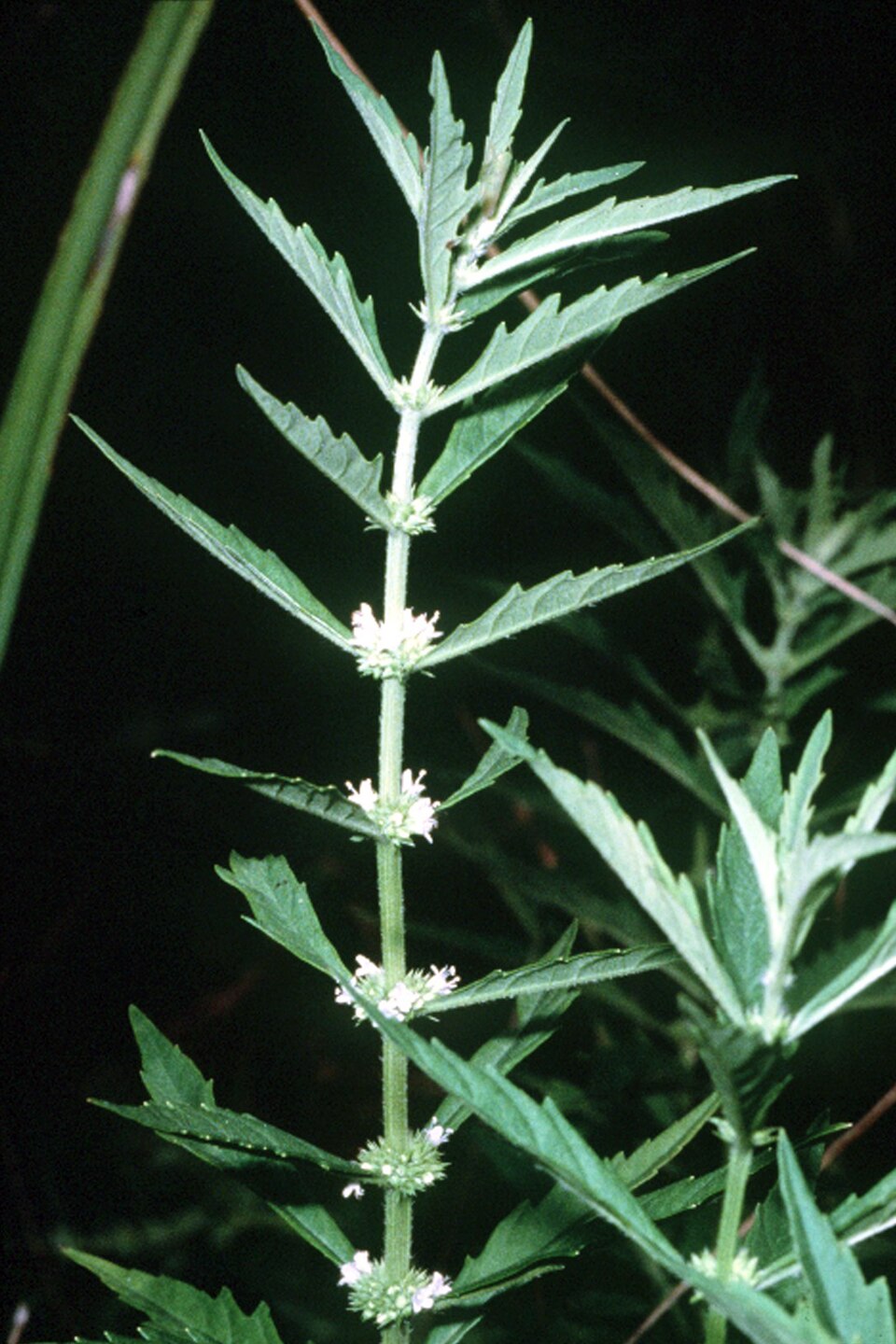 Lycopus americanus (American bugleweed) (alternate view 6)