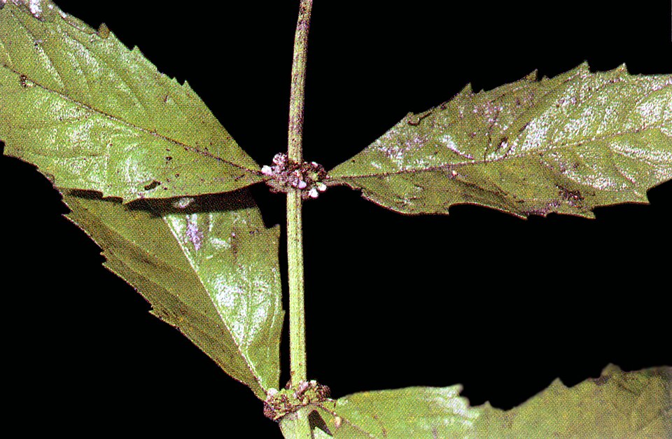 Lycopus uniflorus (northern bugleweed) (alternate view 2)