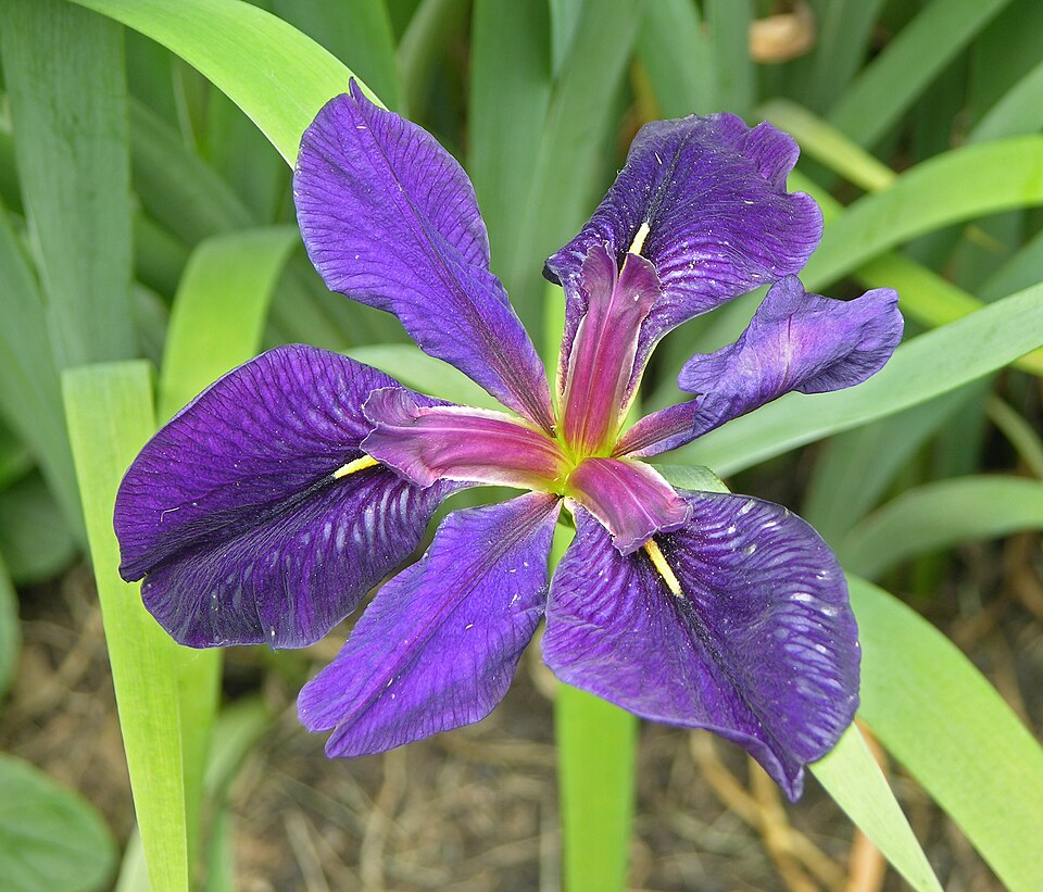 Iris louisiana 'Black Gamecock' (Black Gamecock Louisiana Iris)