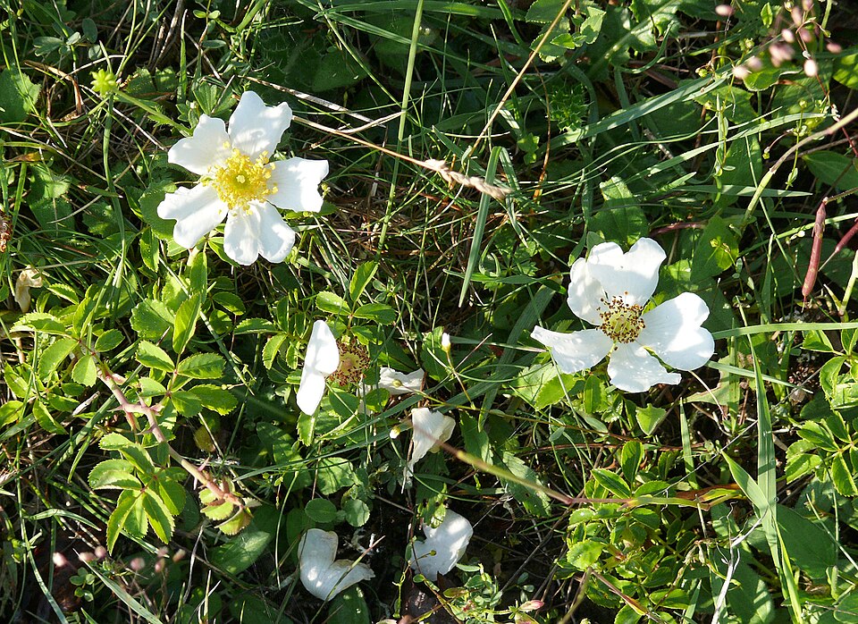 Rosa arvensis (Field Rose)