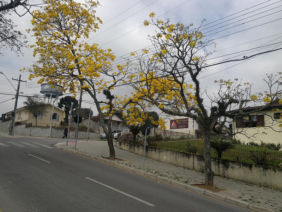 Handroanthus (alternate view 5)