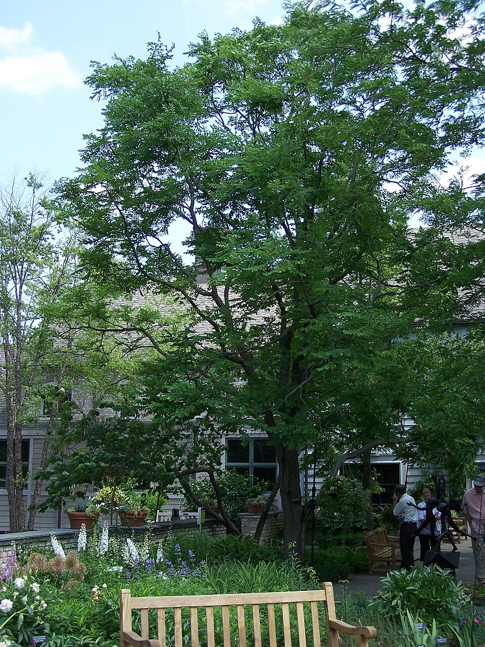 Gymnocladus dioicus (Kentucky coffee tree) (alternate view 3)