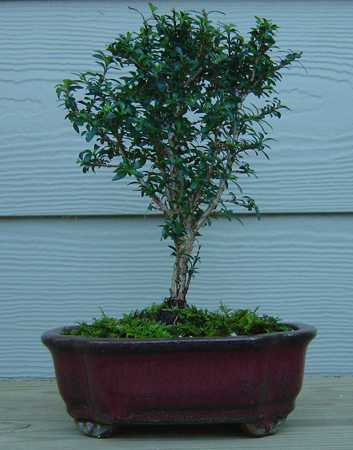 Serissa japonica, Snow rose — mounding evergreen (Rubiaceae) (image 4 of 9)