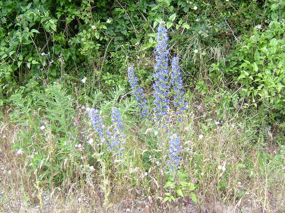 Echium vulgare (blueweed)