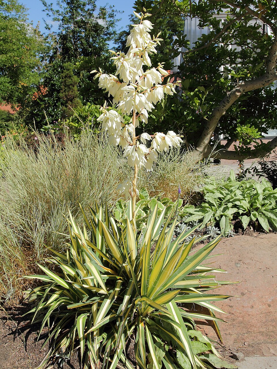 Yucca filamentosa 'Color Guard' (Color Guard Yucca)