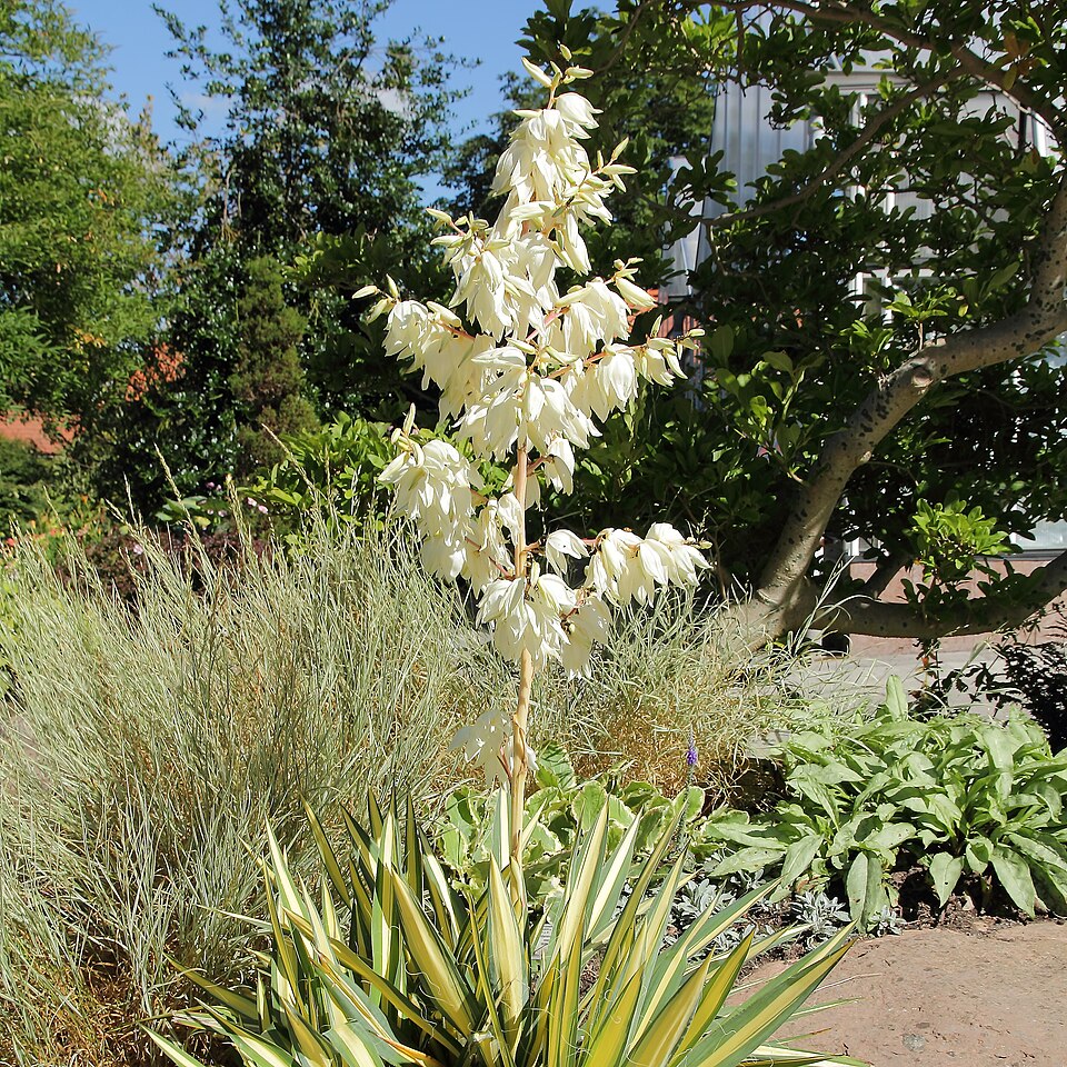 Yucca filamentosa 'Color Guard' (Color Guard Yucca) (alternate view 2)