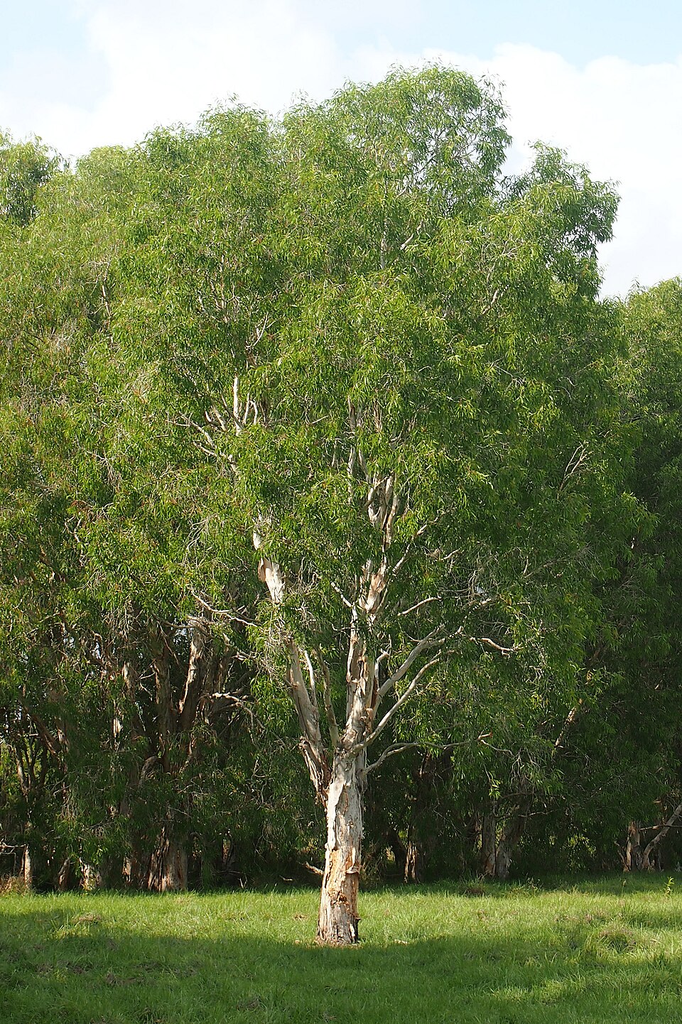 Melaleuca leucadendra (Weeping Paperbark) (alternate view 9)