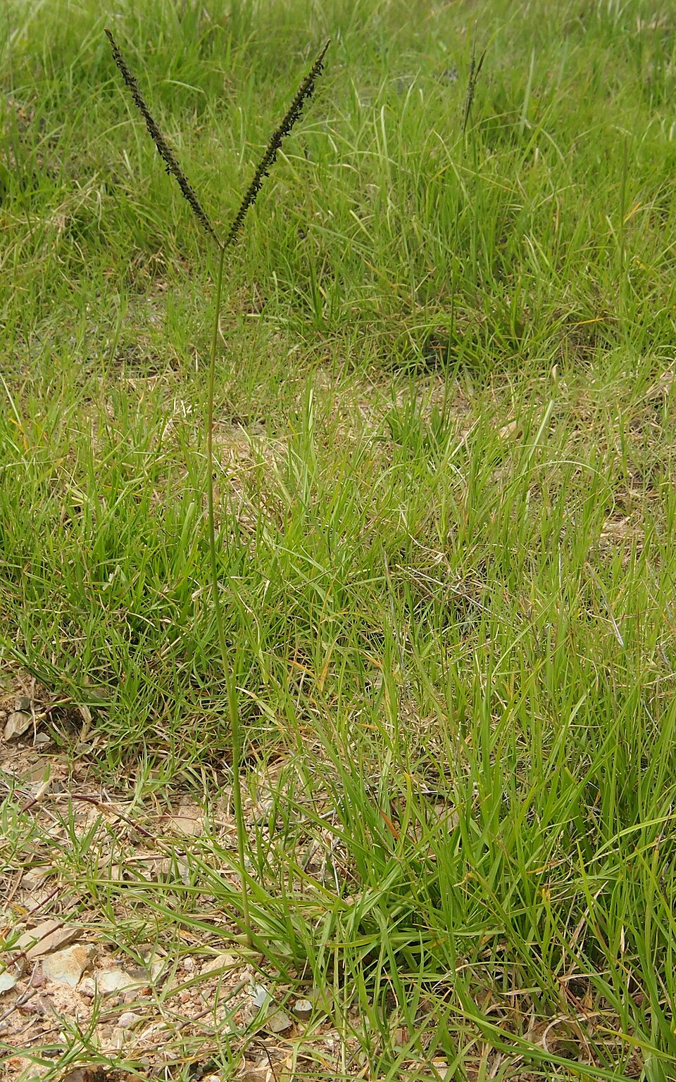 Paspalum notatum (Bahia Grass) (alternate view 7)
