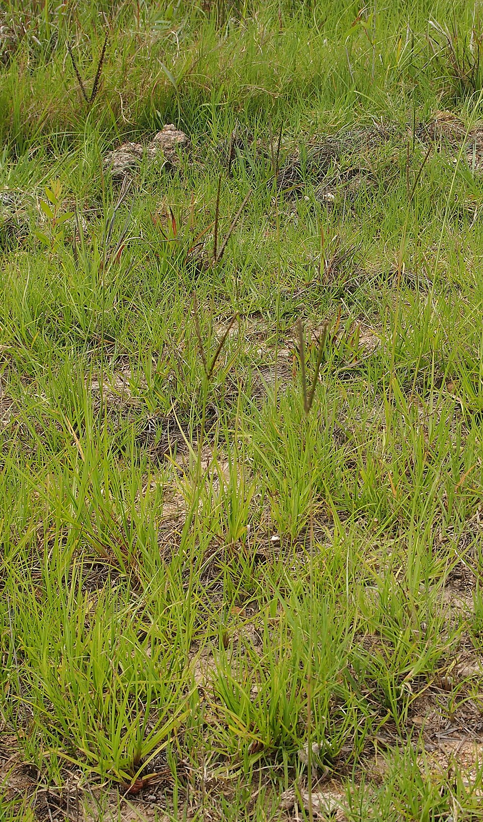 Paspalum notatum (Bahia Grass) (alternate view 8)