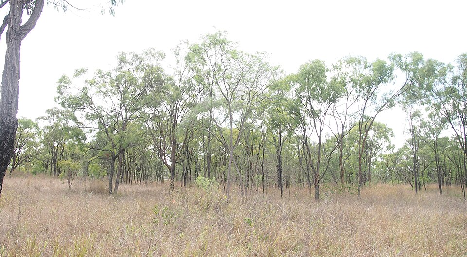 Eucalyptus crebra (Narrow-leaved Red Ironbark) (alternate view 9)