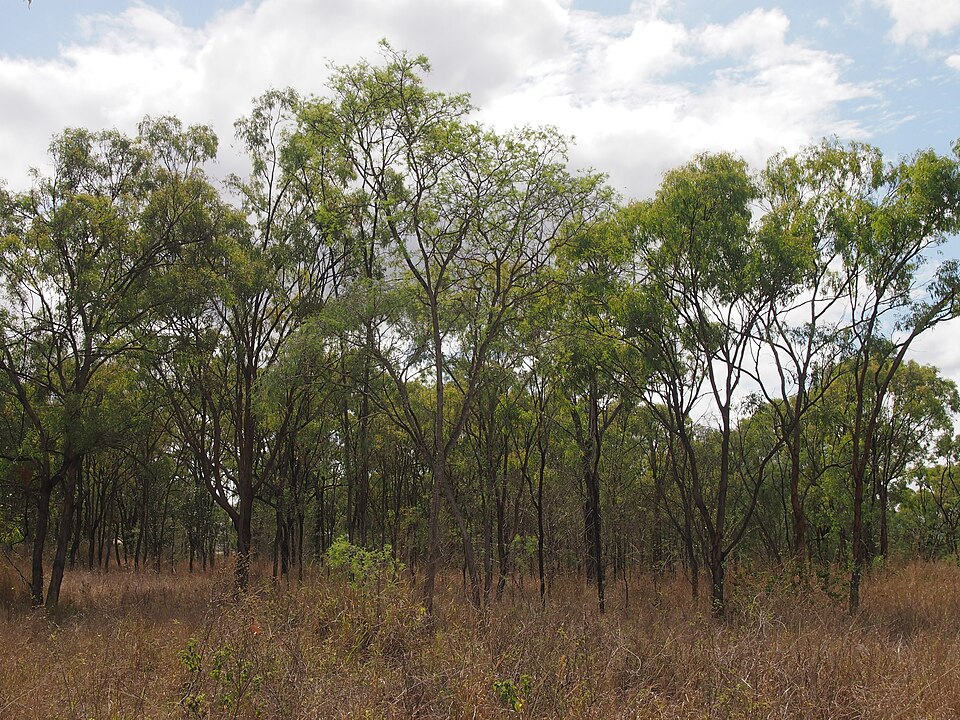 Eucalyptus crebra (Narrow-leaved Red Ironbark) (alternate view 10)