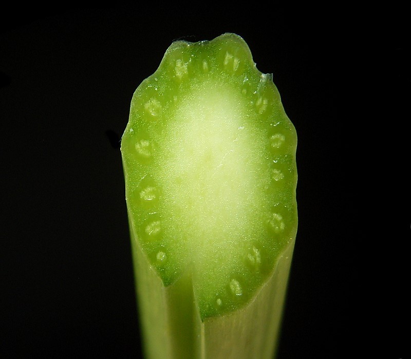 Armoracia rusticana (Horseradish)