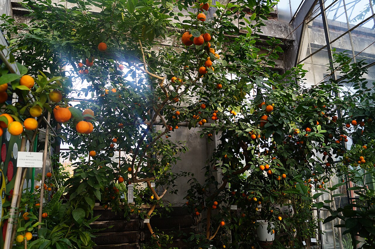 Citrus reticulata, Mandarin orange — spreading evergreen (Rutaceae) (image 5 of 10)