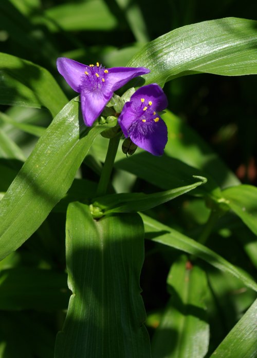 Tradescantia virginiana (Virginia spiderwort) (alternate view 10)