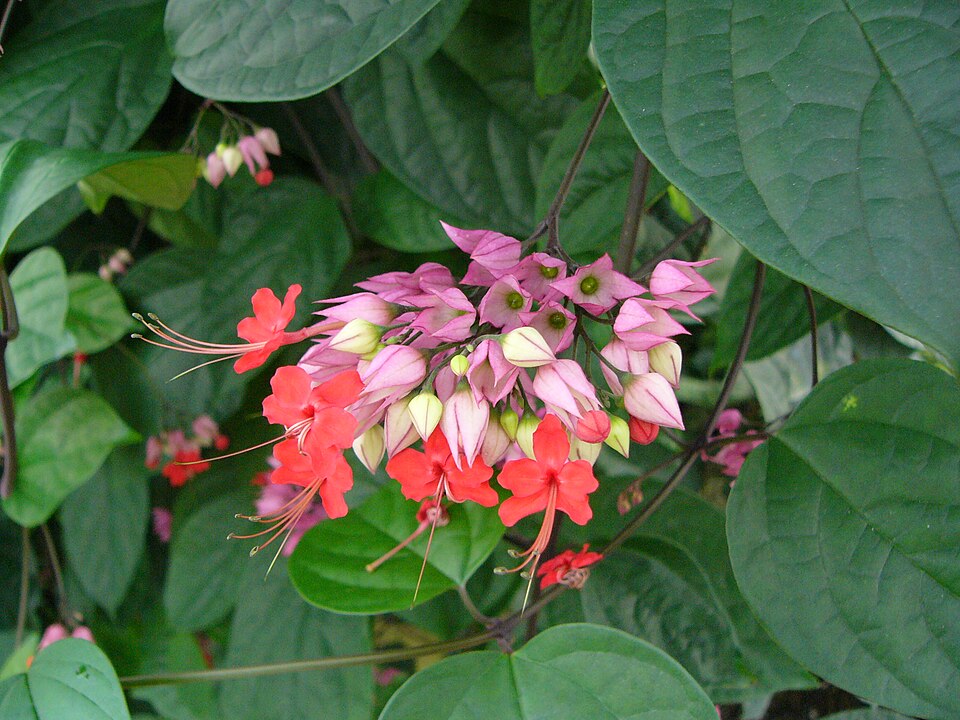 Clerodendrum × speciosum (Red Bleeding Heart Vine) (alternate view 6)