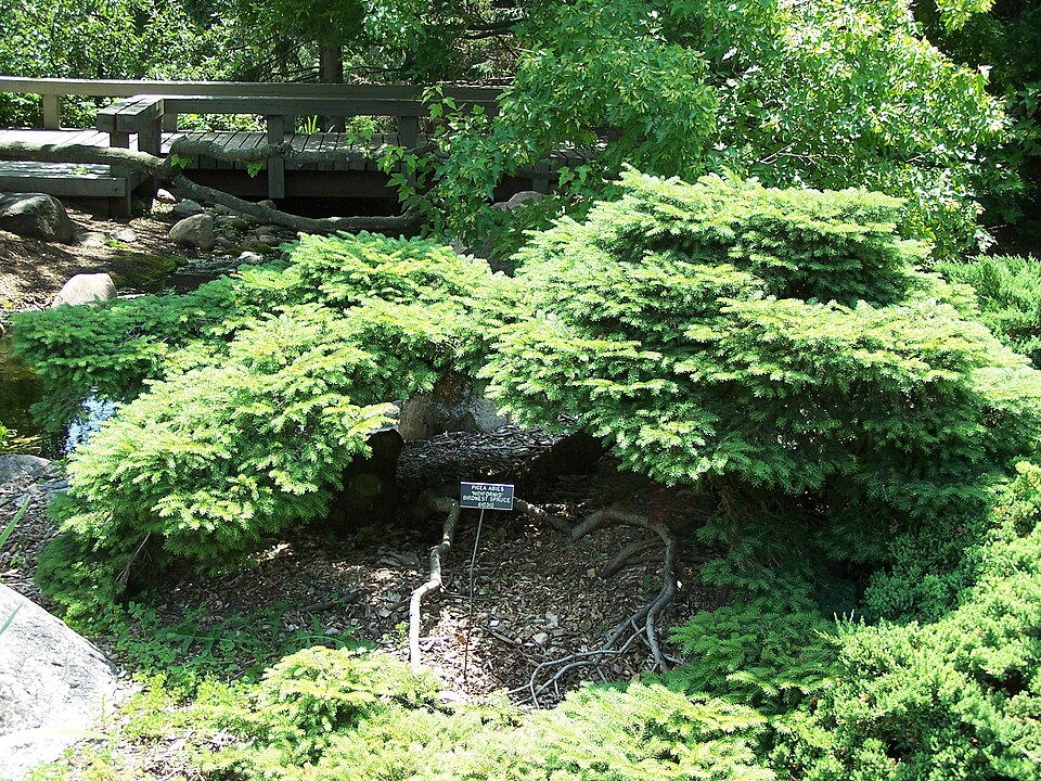 Picea abies 'Nidiformis' (bird's nest spruce) (alternate view 2)