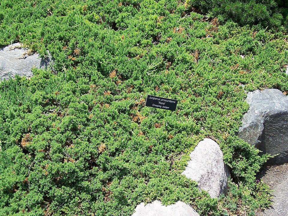 Juniperus procumbens 'Nana' (Dwarf Japanese Garden Juniper)
