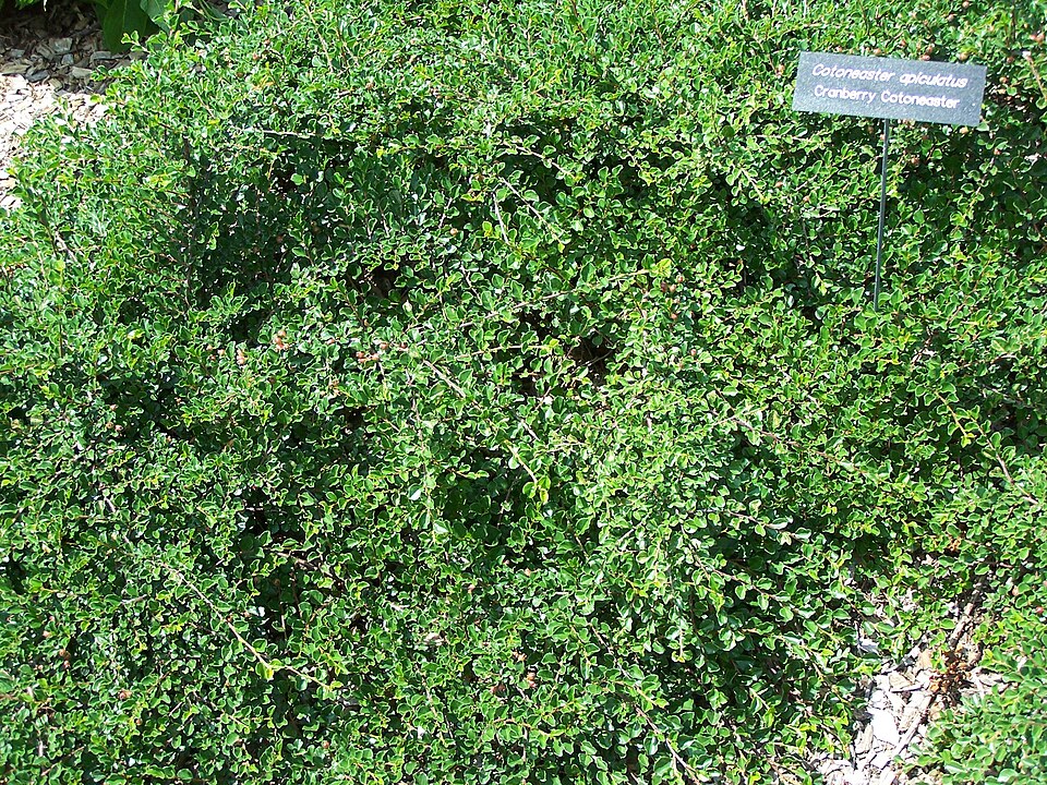 Cotoneaster (Cotoneasters) (alternate view 8)