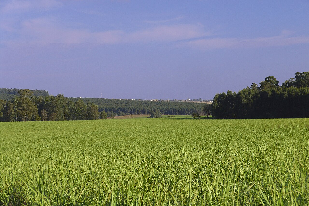 Saccharum officinarum, Sugarcane — clumping evergreen (Poaceae) (image 1 of 2)