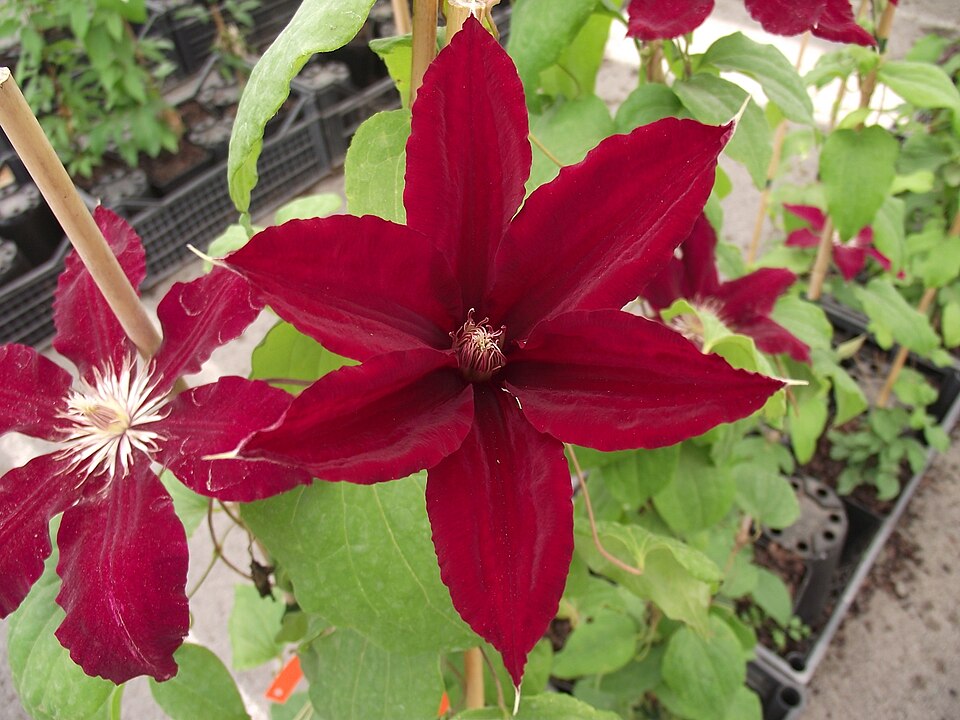 Clematis × 'Rebecca' (Rebecca Clematis)