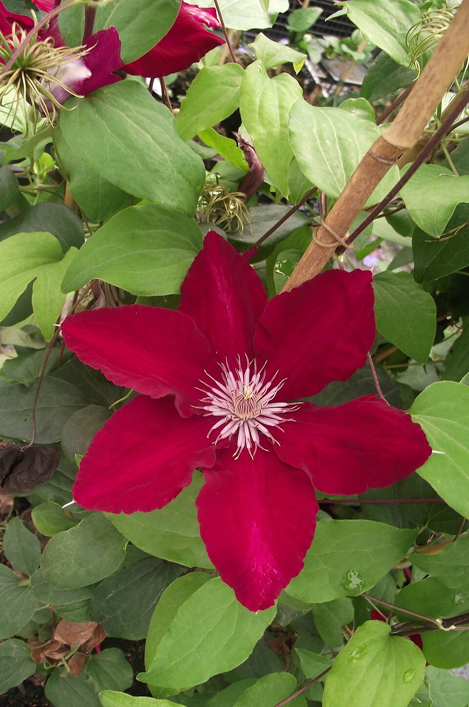 Clematis × 'Rebecca' (Rebecca Clematis) (alternate view 2)