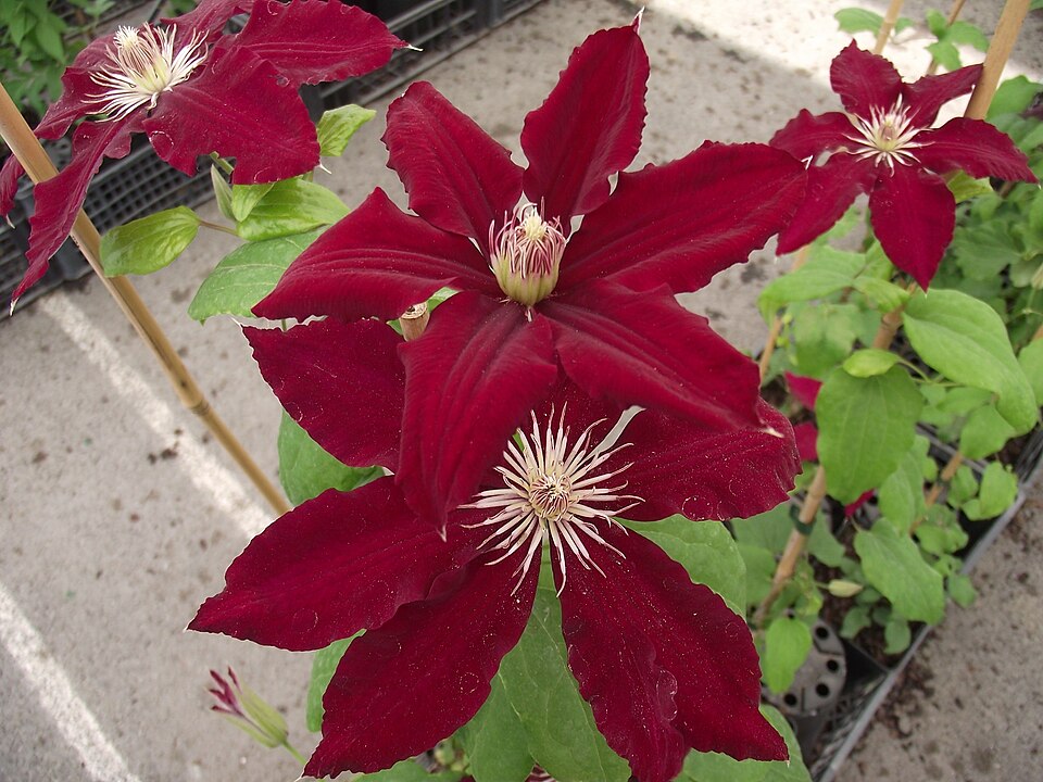 Clematis × 'Rebecca' (Rebecca Clematis) (alternate view 3)