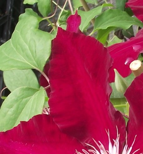 Clematis × 'Rebecca' (Rebecca Clematis) (alternate view 4)