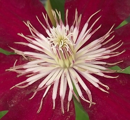 Clematis × 'Rebecca' (Rebecca Clematis) (alternate view 5)