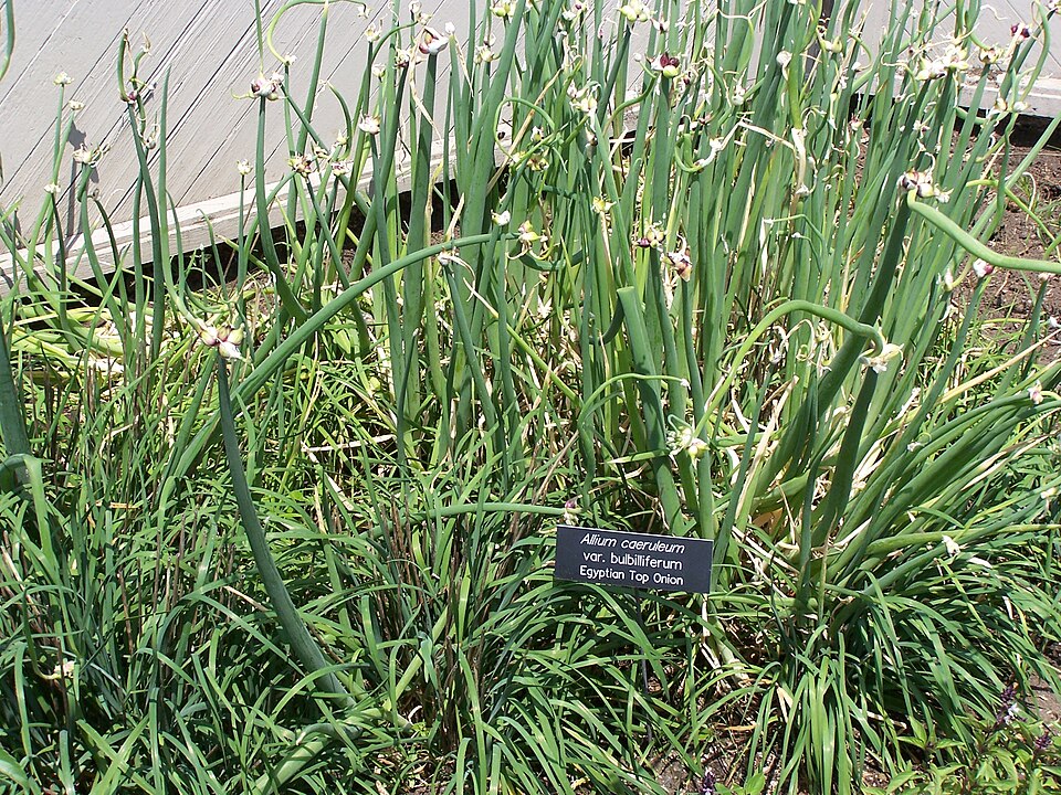 Allium proliferum (tree onion) (alternate view 5)