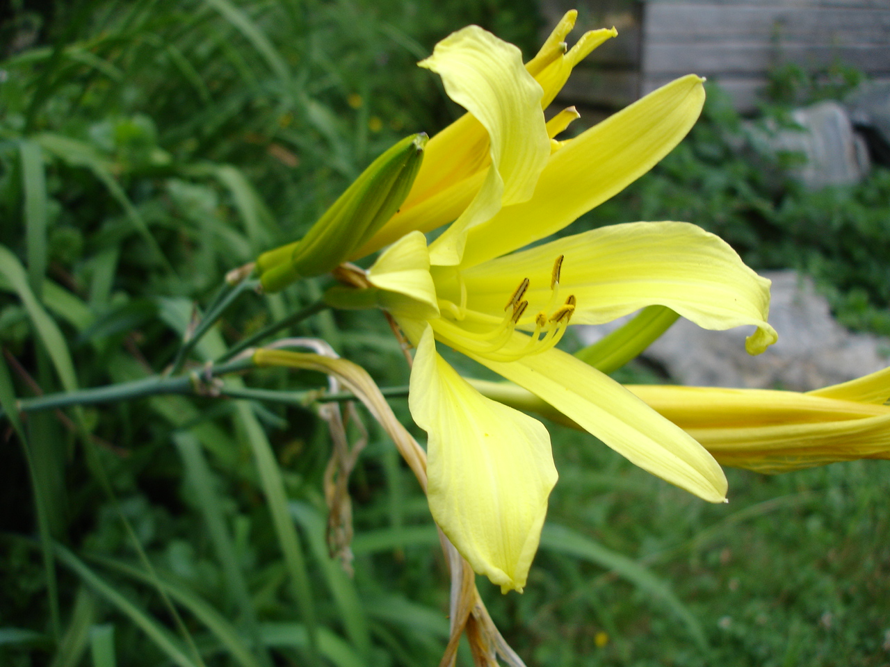 Hemerocallis citrina, Citron daylily — clumping deciduous (Asphodelaceae) (image 1 of 9)
