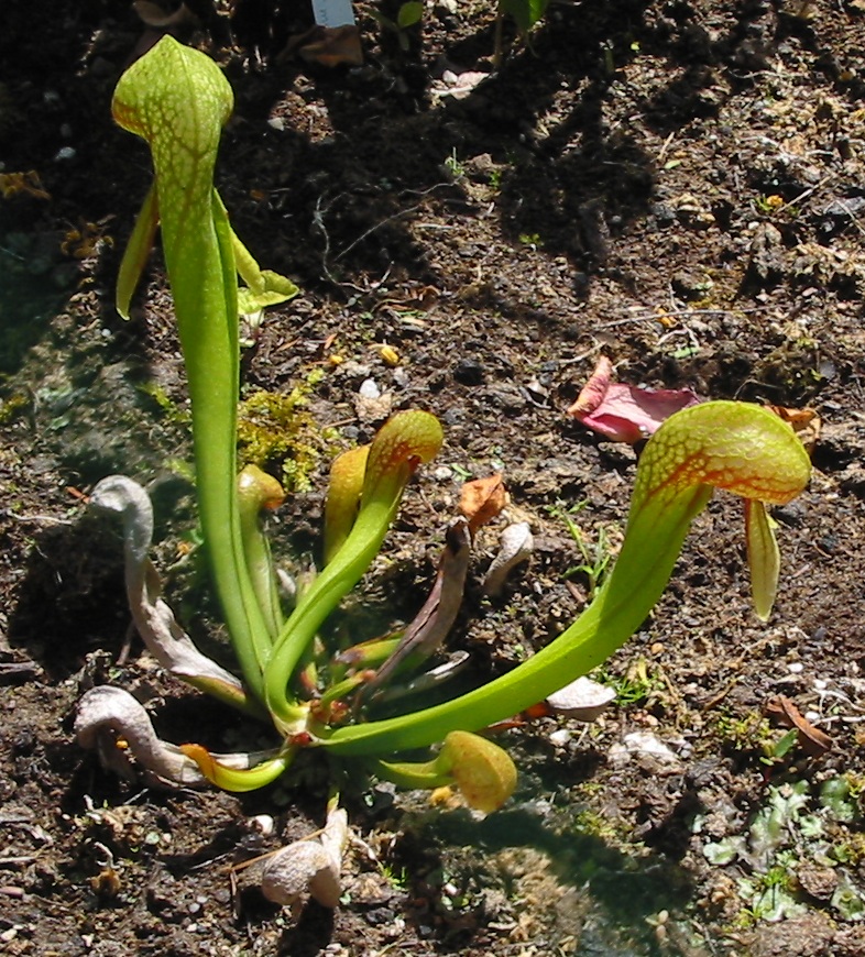Darlingtonia californica (California pitcher plant) (alternate view 6)