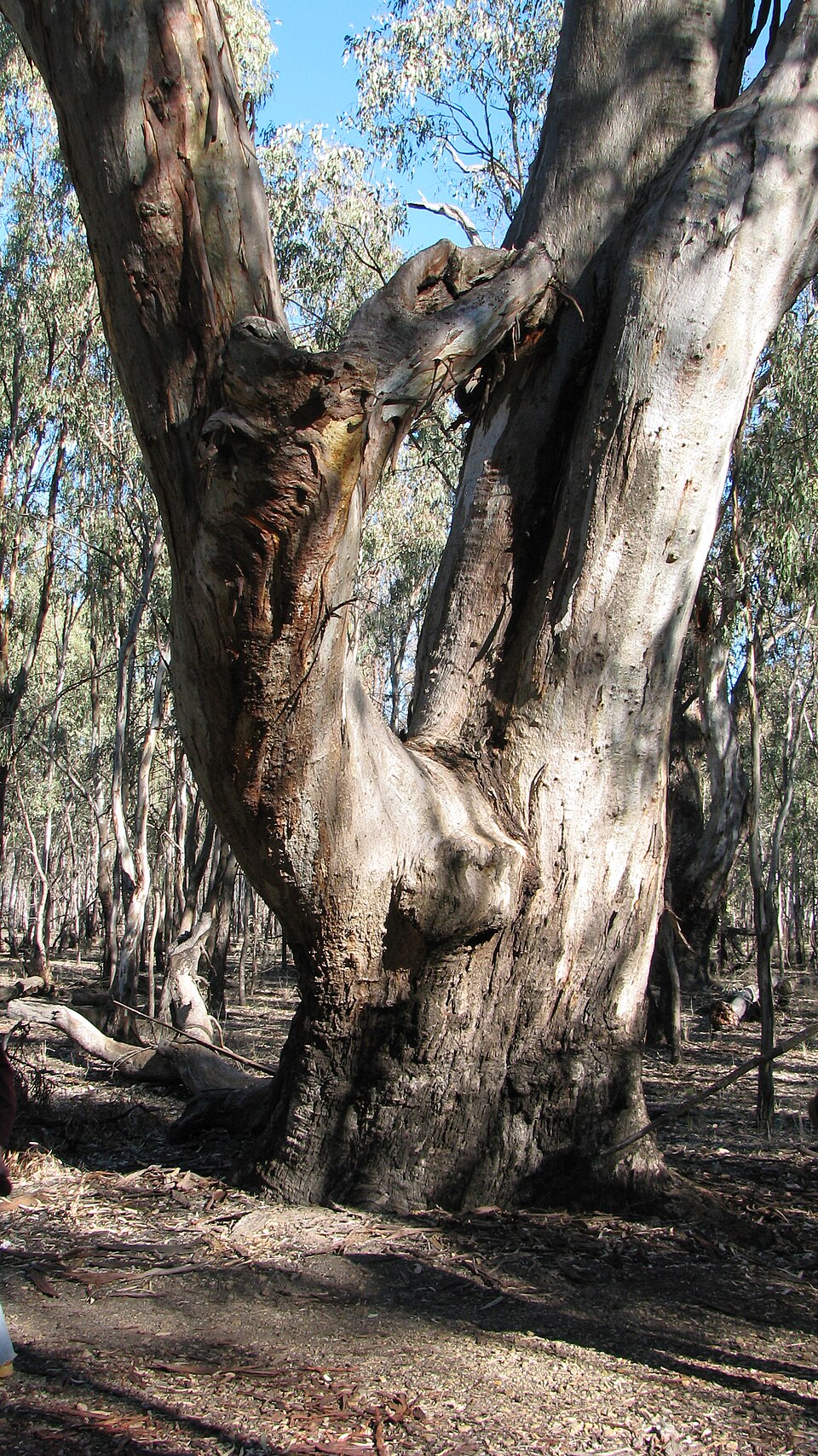 Eucalyptus camaldulensis (River Red Gum) (alternate view 2)