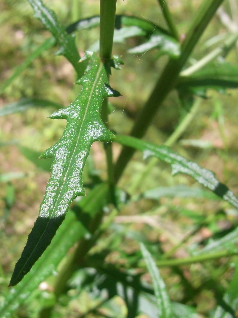 Senecio hispidulus (Hill Fireweed) (alternate view 5)