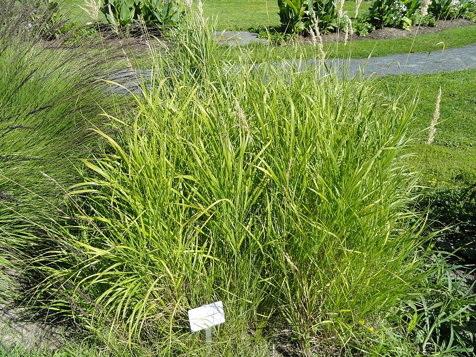 Bouteloua curtipendula (Sideoats Grama) (alternate view 7)