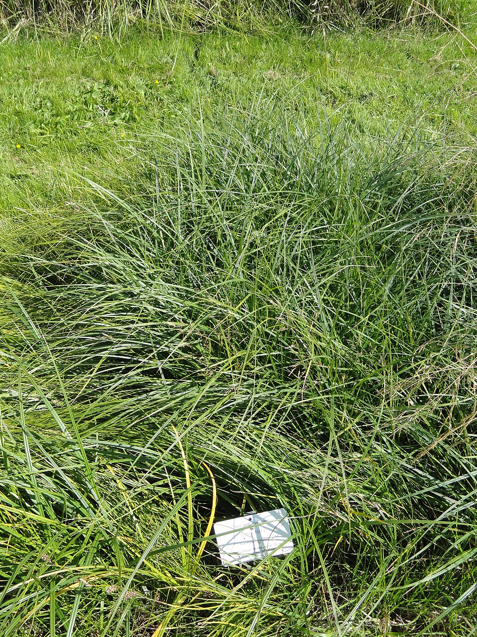 Carex hirta (hairy sedge)