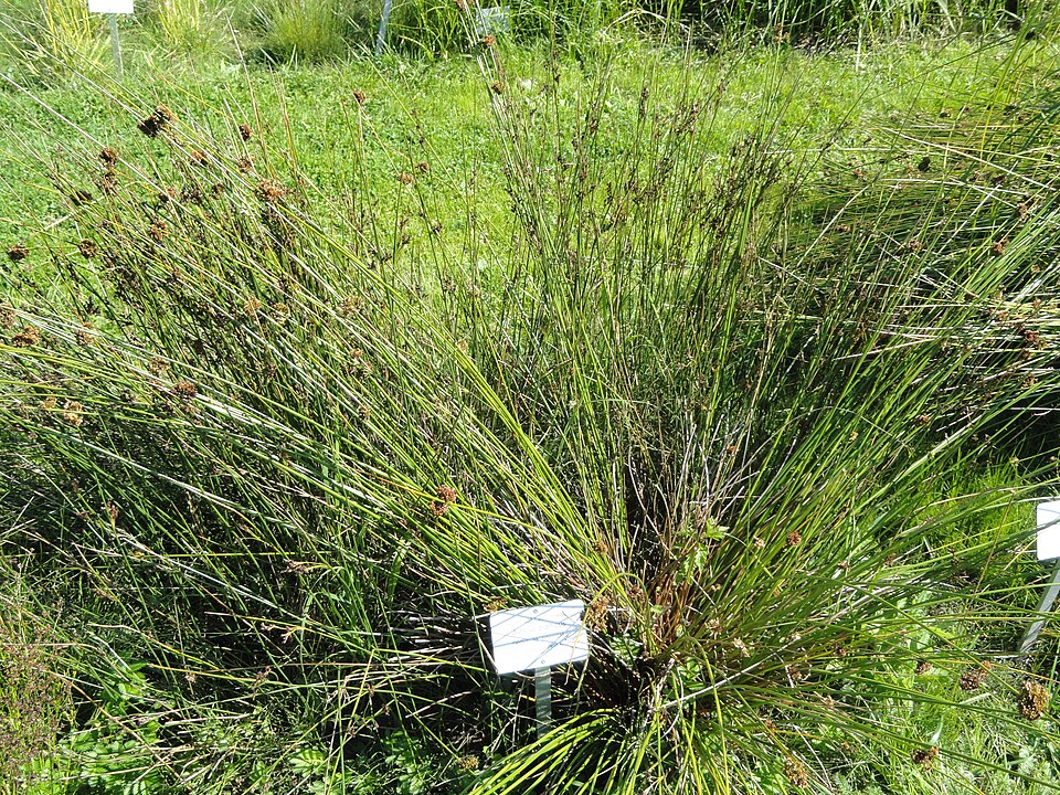 Juncus balticus (Baltic Rush) (alternate view 9)