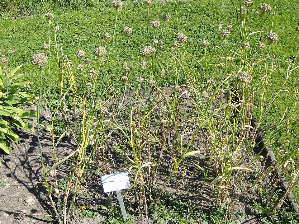 Allium obliquum (alternate view 8)