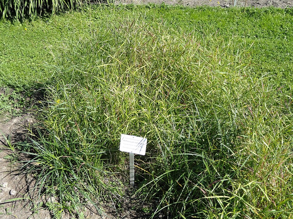 Anthericum ramosum (alternate view 7)