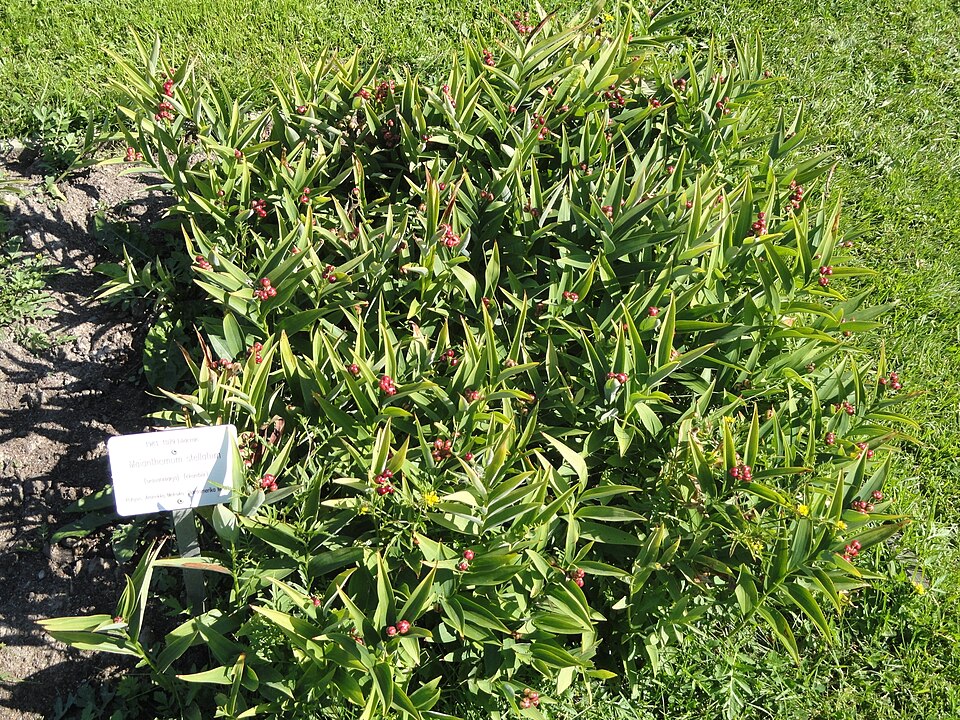 Maianthemum stellatum (star-flowered false Solomon's seal) (alternate view 8)