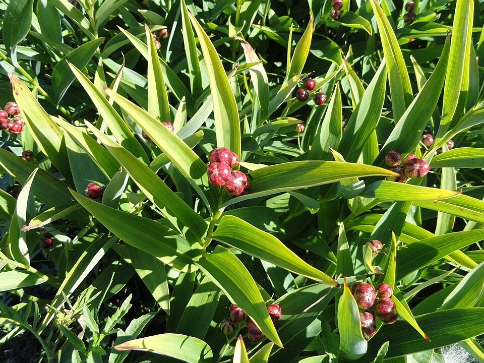 Maianthemum stellatum (star-flowered false Solomon's seal) (alternate view 9)