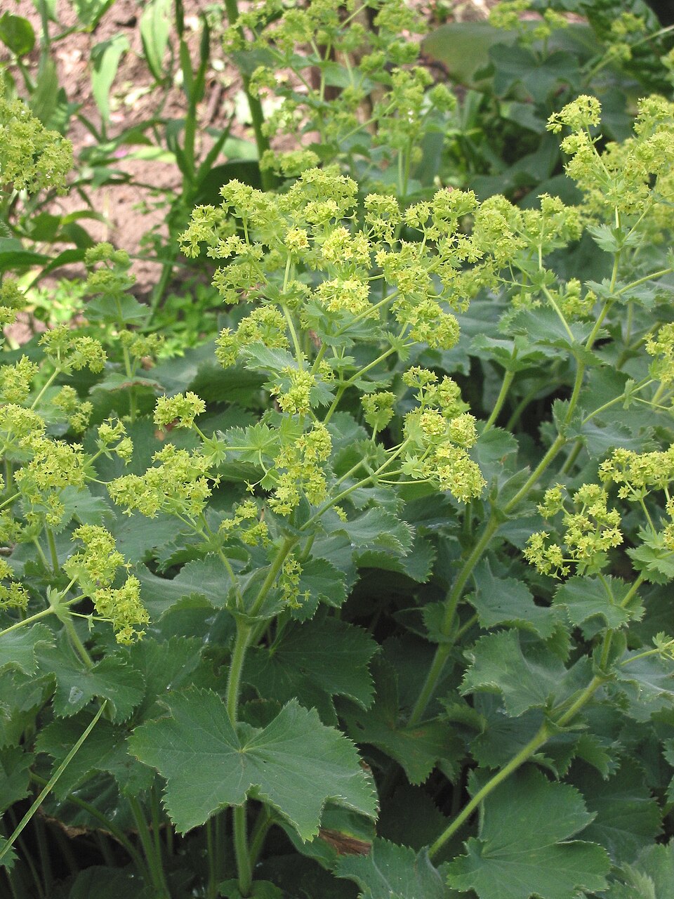 Alchemilla mollis (Lady's Mantle) (alternate view 6)