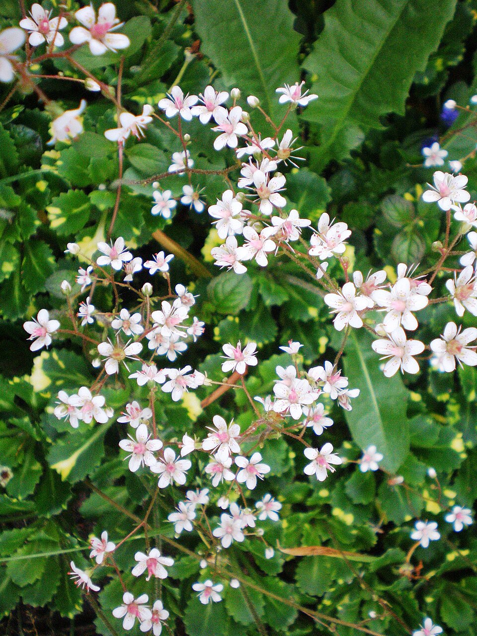Saxifraga x urbium (London pride) (alternate view 6)