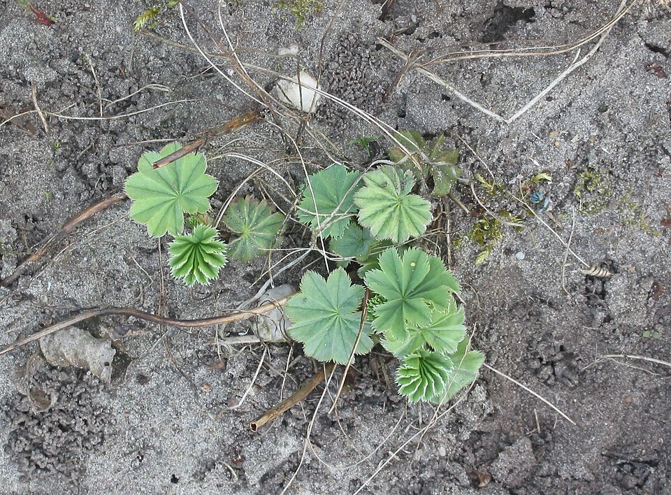 Alchemilla mollis (Lady's Mantle) (alternate view 7)