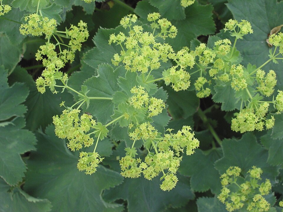 Alchemilla mollis (Lady's Mantle) (alternate view 8)