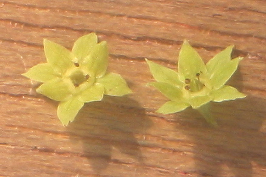Alchemilla mollis (Lady's Mantle) (alternate view 9)