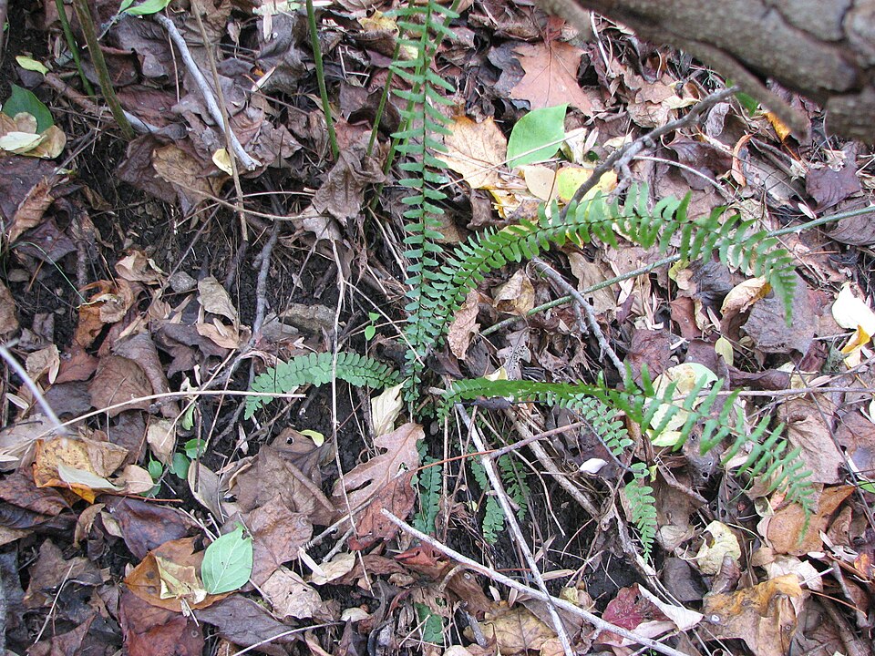 Asplenium platyneuron (ebony spleenwort)