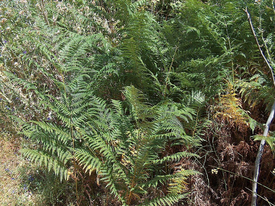 Pteridium aquilinum (bracken fern) (alternate view 9)