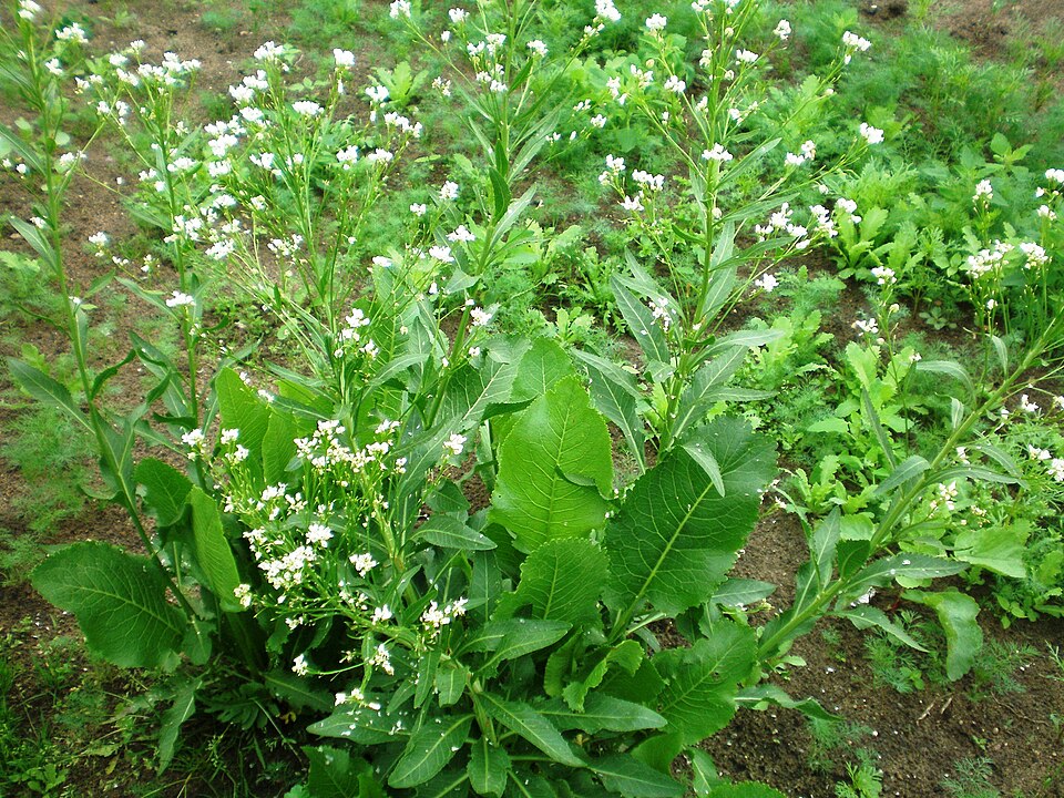Armoracia rusticana (Horseradish)