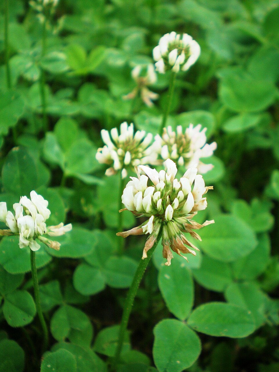 Trifolium repens (white clover)