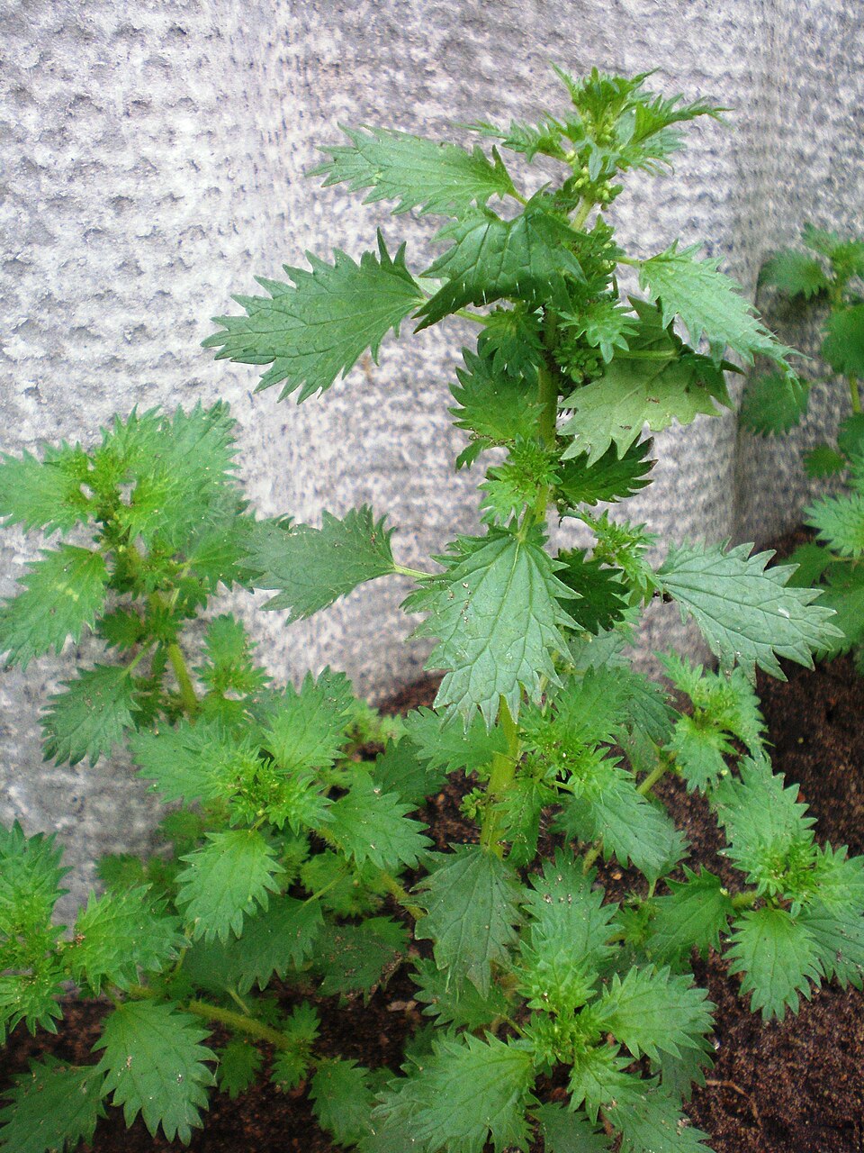 Urtica urens (small nettle) (alternate view 8)
